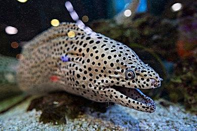 回合动作肉鸽游戏《无限武者》上线Steam 明年发售